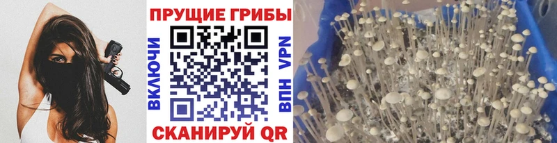 Галлюциногенные грибы Cubensis Гороховец